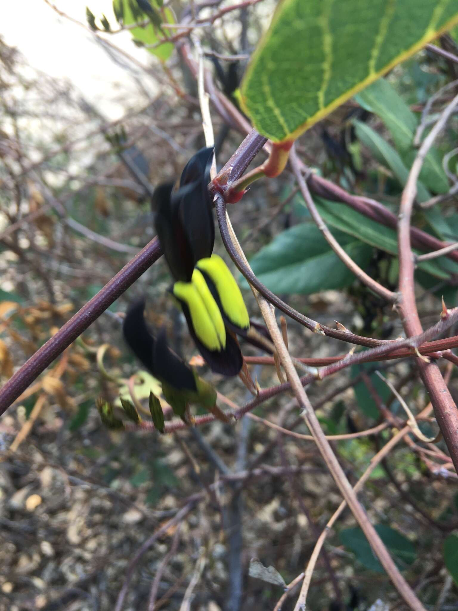 Image of black coral-pea