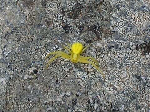 Image of Flower Crab Spiders