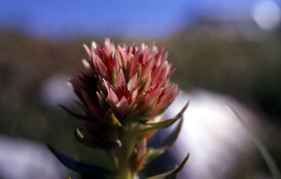 Image of redpod stonecrop