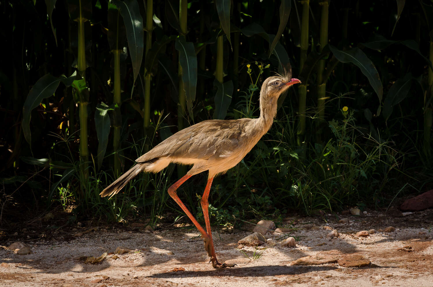 Image of Cariama Brisson 1760