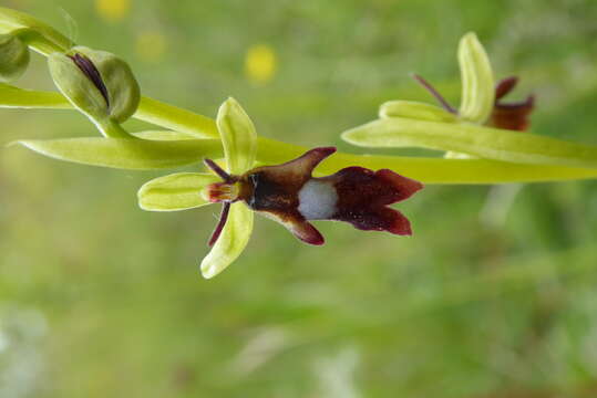 Image of Fly orchid