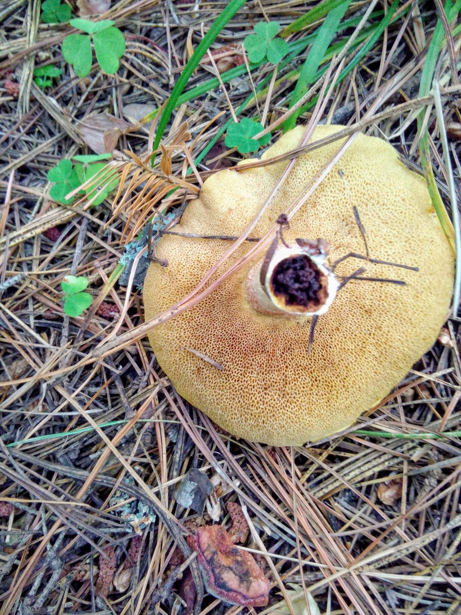 Image of Slippery white bolete