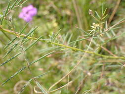 Image of Indigofera filipes Harv.