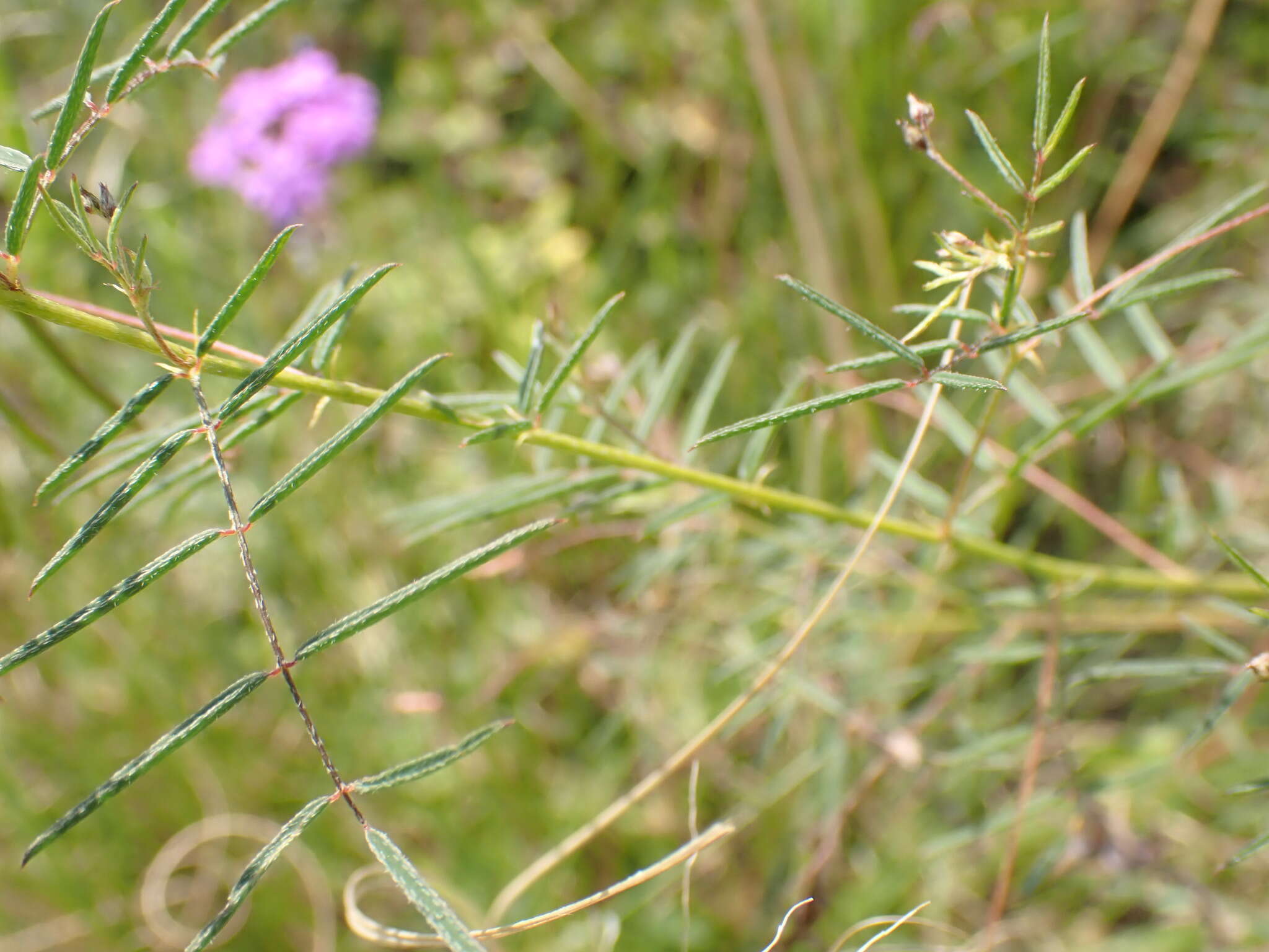 Image of Indigofera filipes Harv.