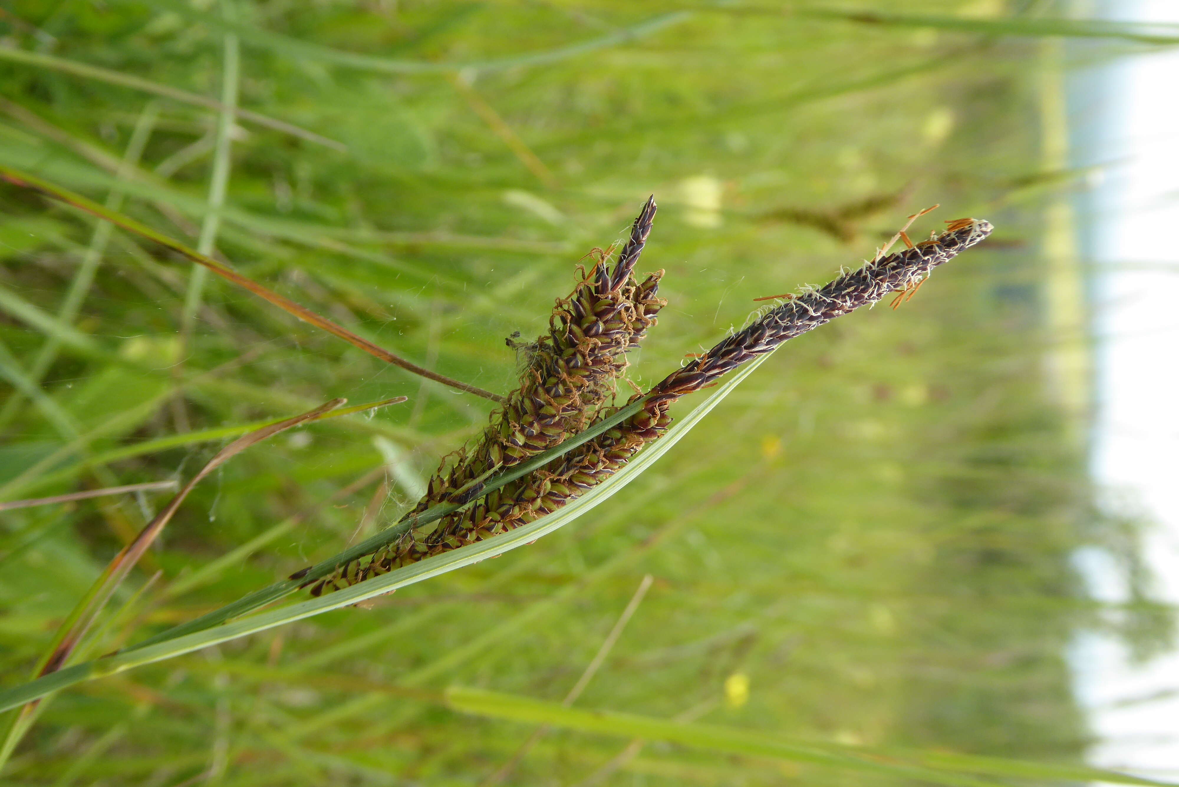 Image of glaucous sedge