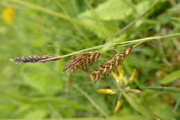 Image of glaucous sedge