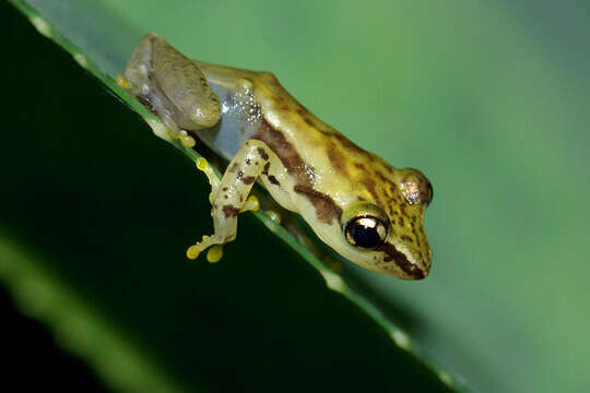 Image de Guibemantis albolineatus (Blommers-Schlösser & Blanc 1991)