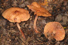 Image of Lactarius subserifluus Longyear 1902