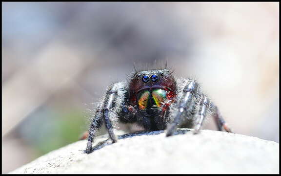 Phidippus audax (Hentz 1845) resmi