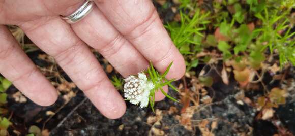 Image of Beautiful Blombush