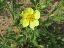 Image of sulphur cinquefoil