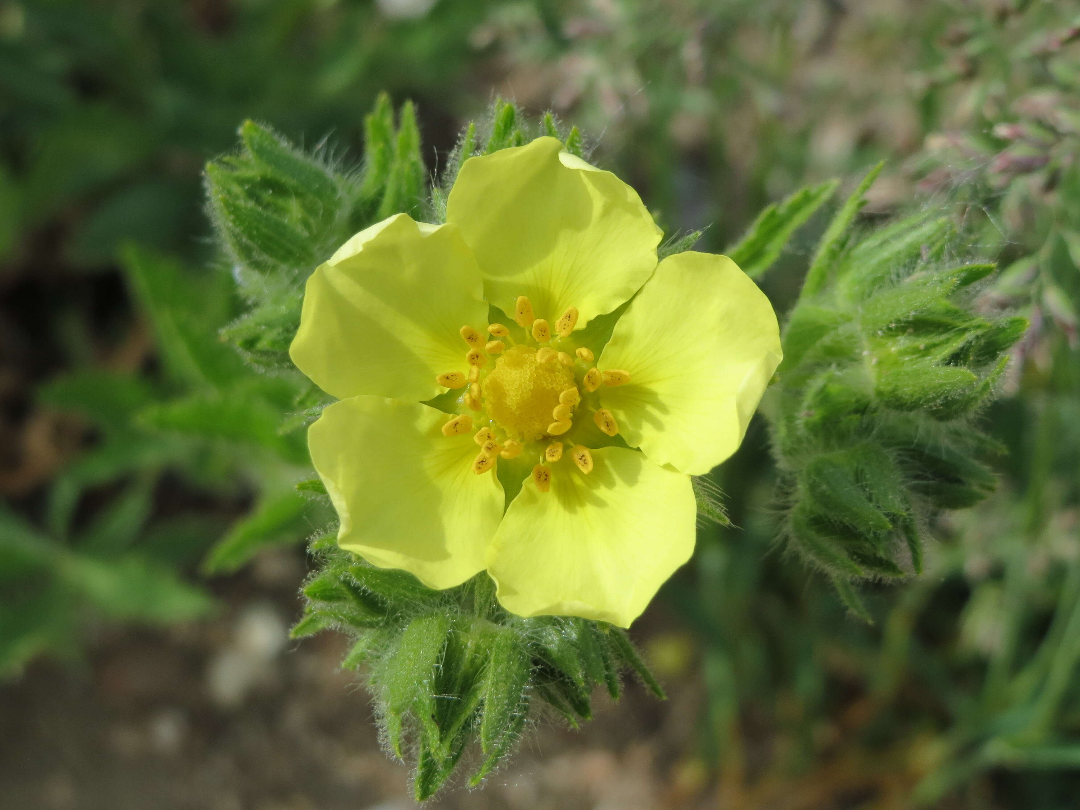 Image of sulphur cinquefoil