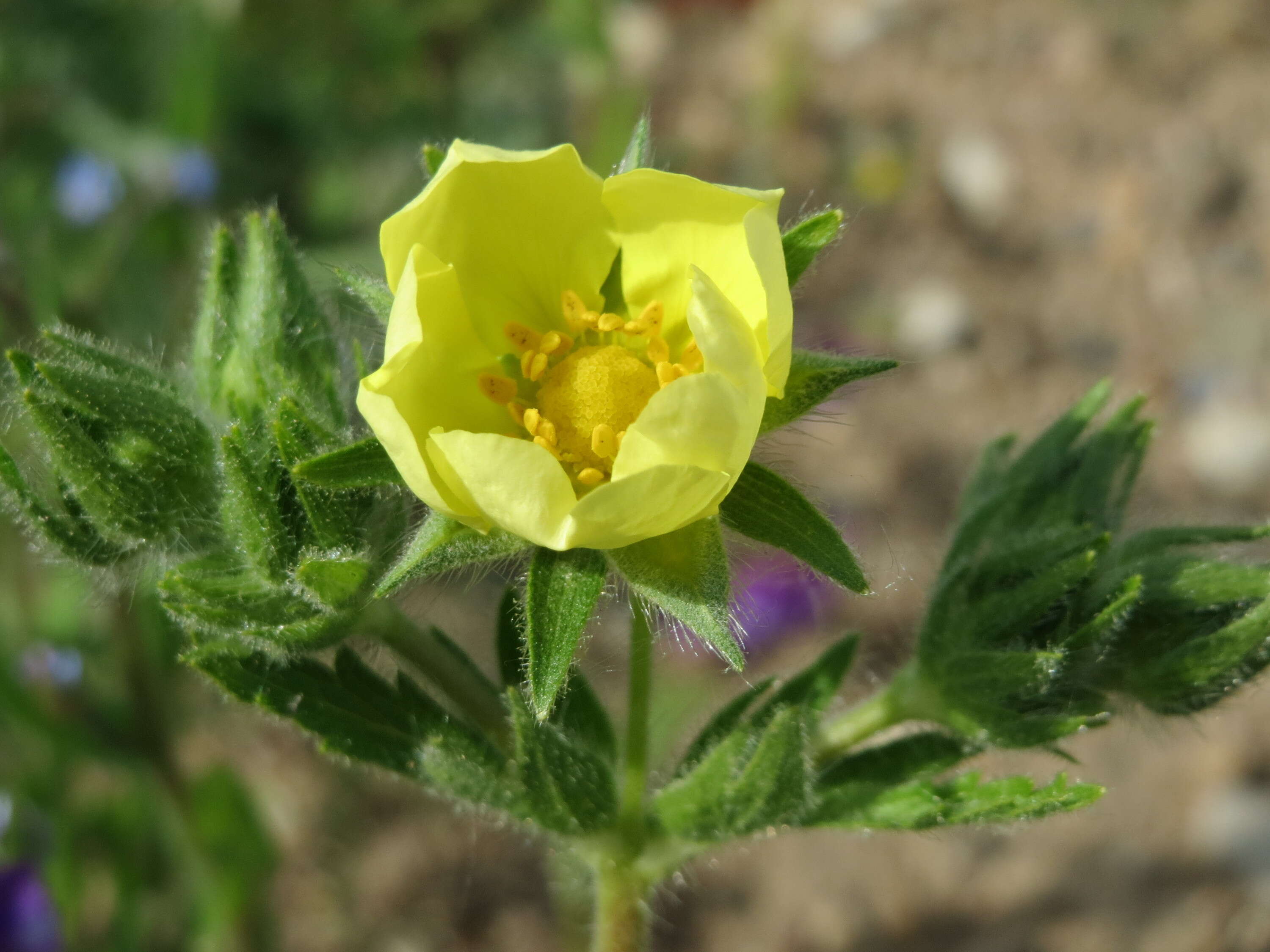 Image of sulphur cinquefoil