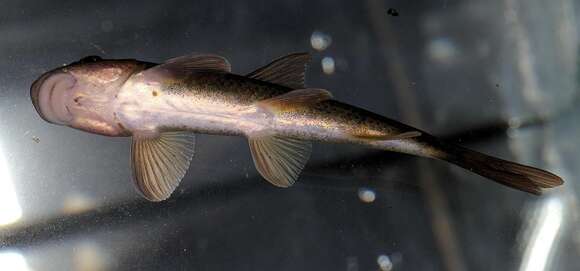 Image of African carp