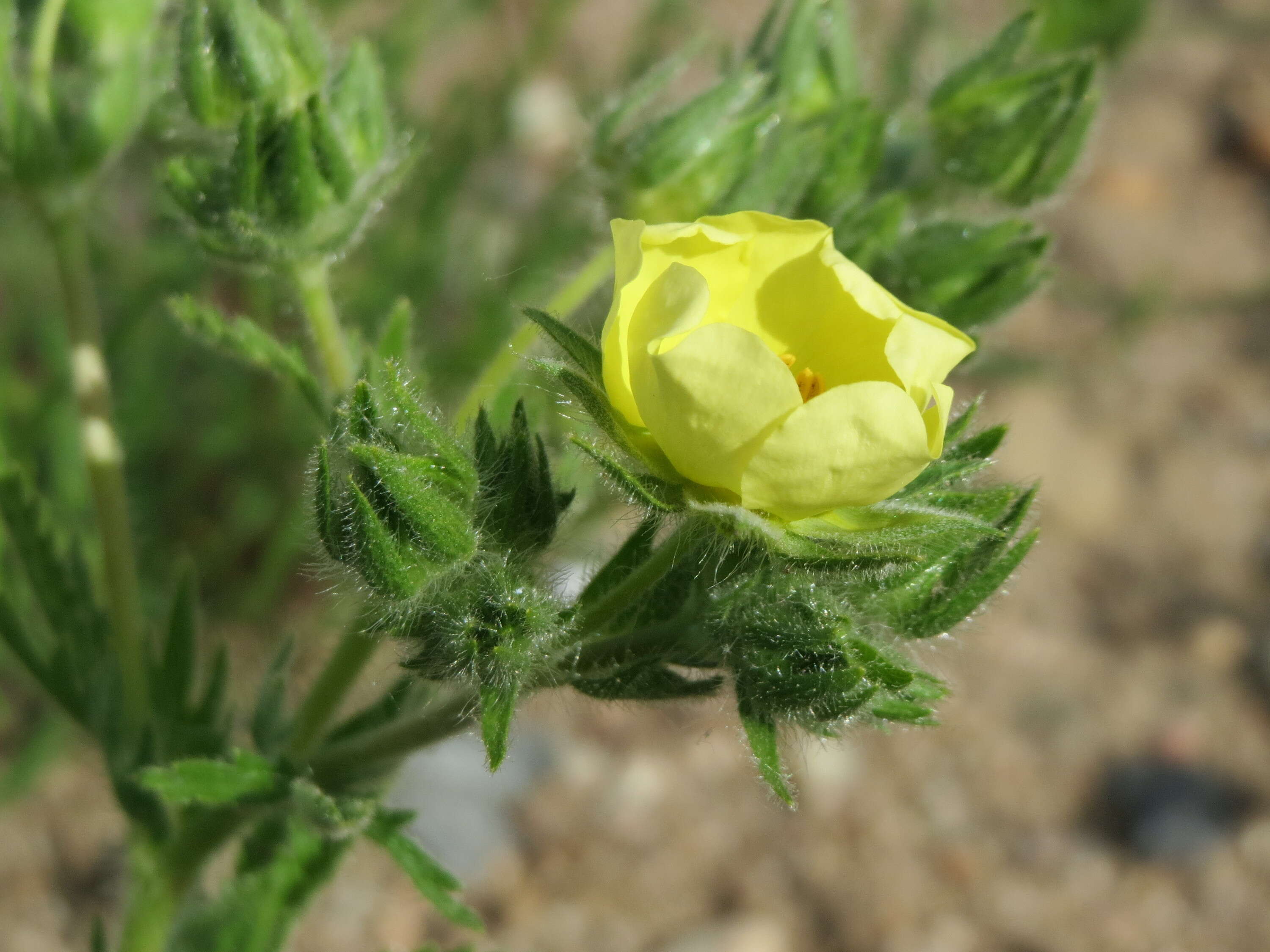 Image of sulphur cinquefoil