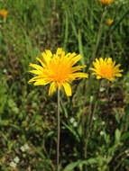 Image of Potato dandelion