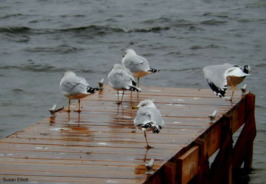 Image of Ring-billed Gull