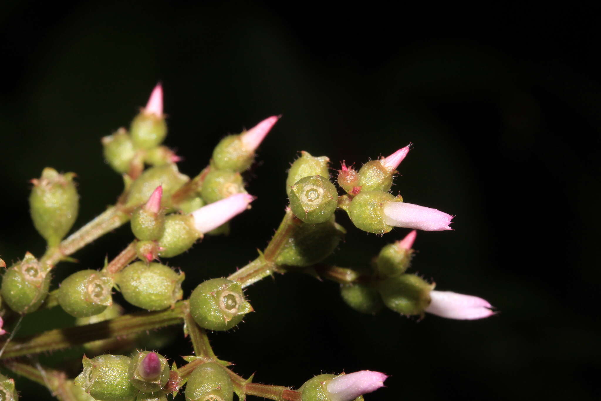 Image of Aciotis purpurascens (Aubl.) Triana