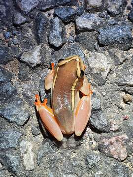 Image of Argus Reed Frog