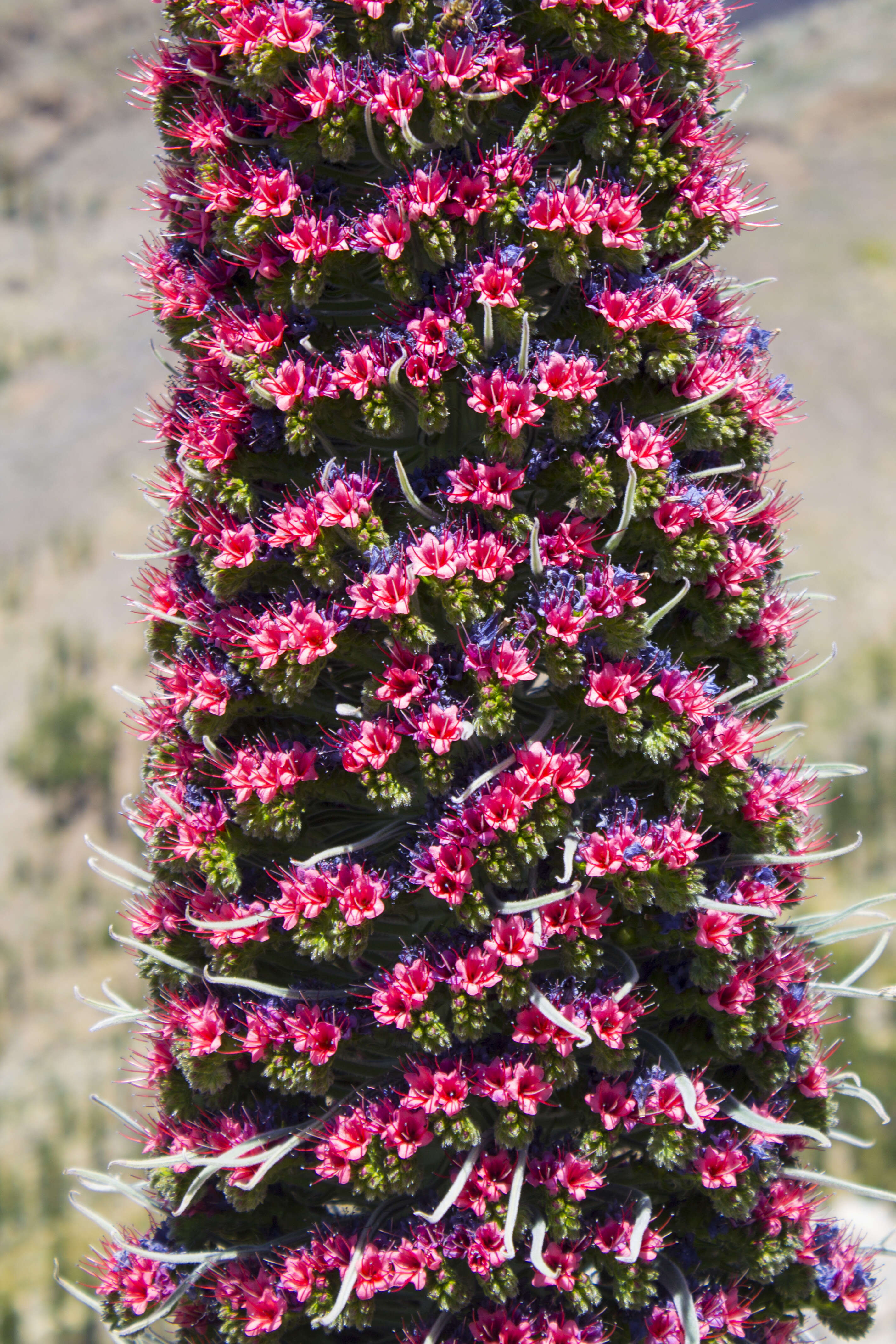 Image of Echium wildpretii H. H. W. Pearson ex Hook. fil.