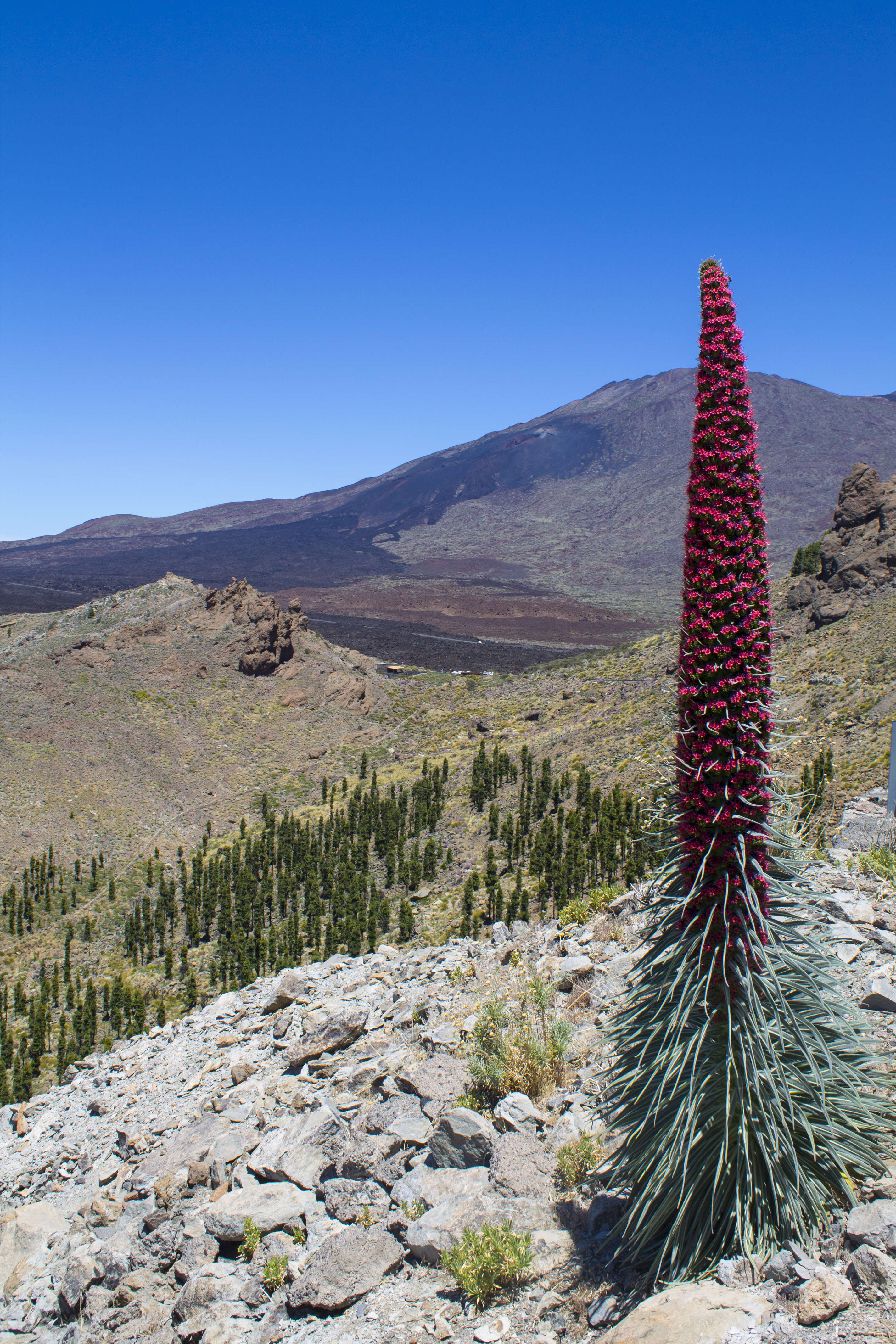 Image of Echium wildpretii H. H. W. Pearson ex Hook. fil.