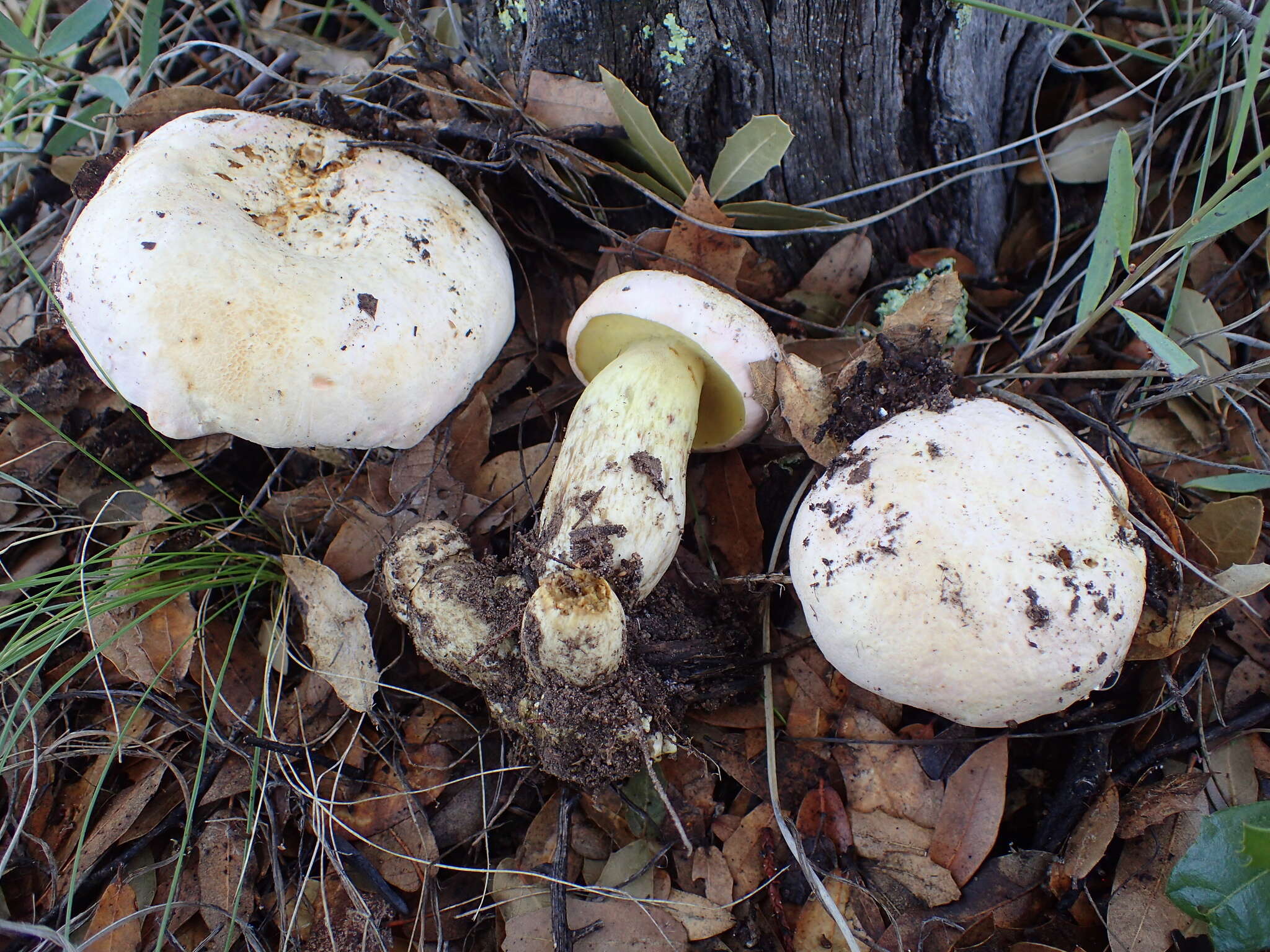 Butyriboletus pulchriceps (Both, Bessette & R. Chapm.) Kuan Zhao & Zhu L. Yang 2015的圖片