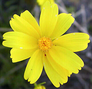 Image de Coreopsis