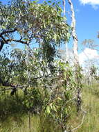 Слика од Eucalyptus latisinensis K. D. Hill