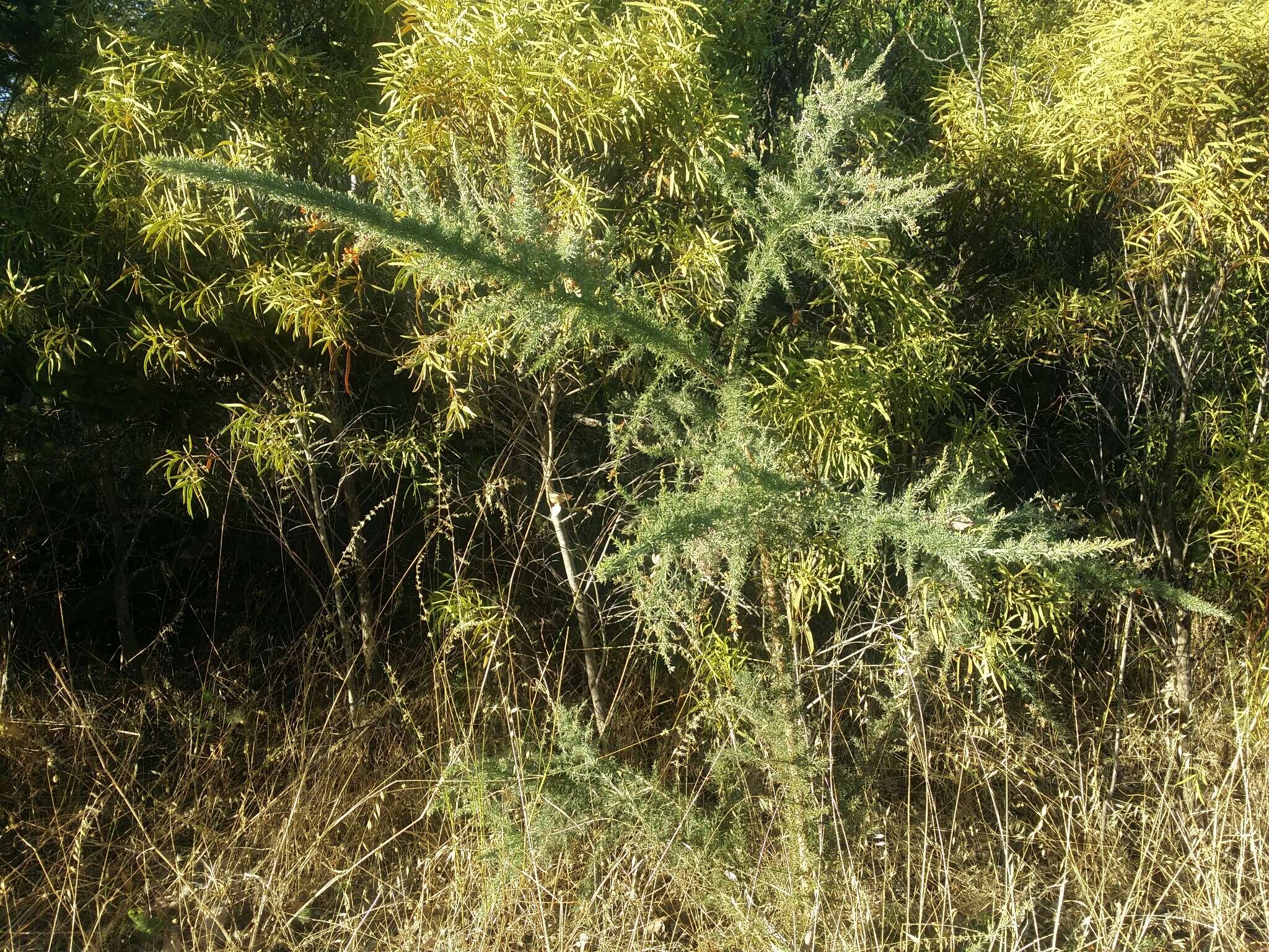 Слика од Jacksonia furcellata (Bonpl.) DC.