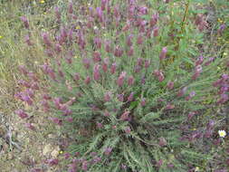 Image of Lavandula pedunculata (Mill.) Cav.