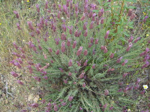 Слика од Lavandula pedunculata (Mill.) Cav.