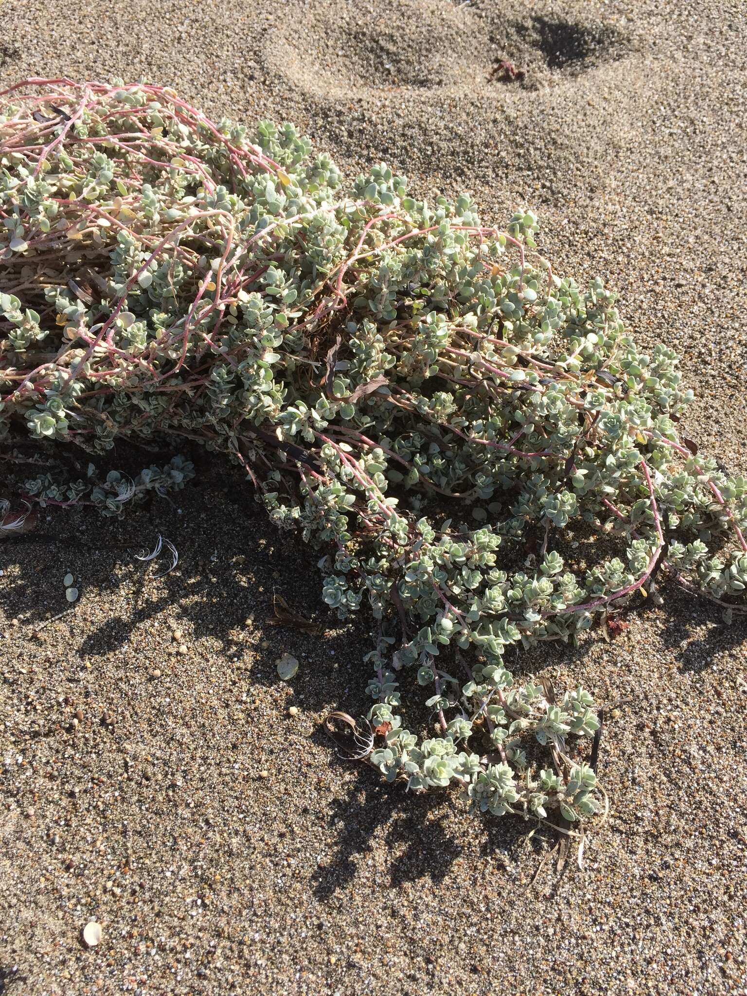 Image of beach saltbush