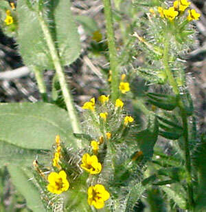 Image of bristly fiddleneck