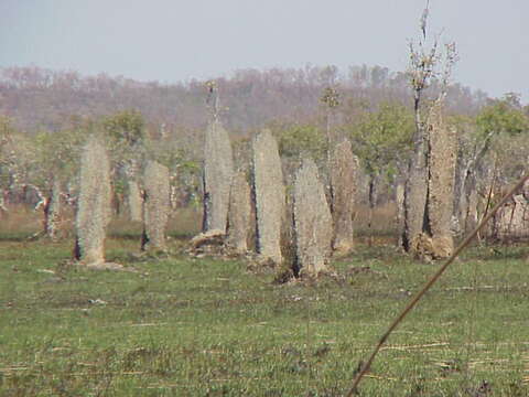 صورة Amitermes meridionalis (Froggatt 1898)