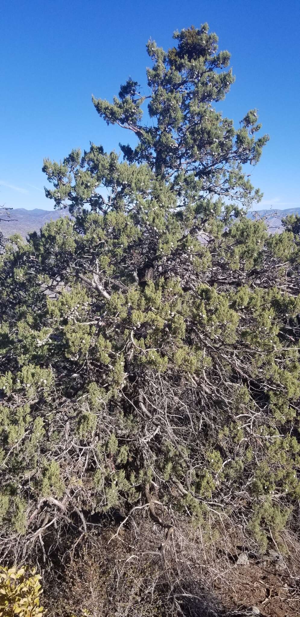 Cupressus arizonica var. nevadensis (Abrams) Little resmi