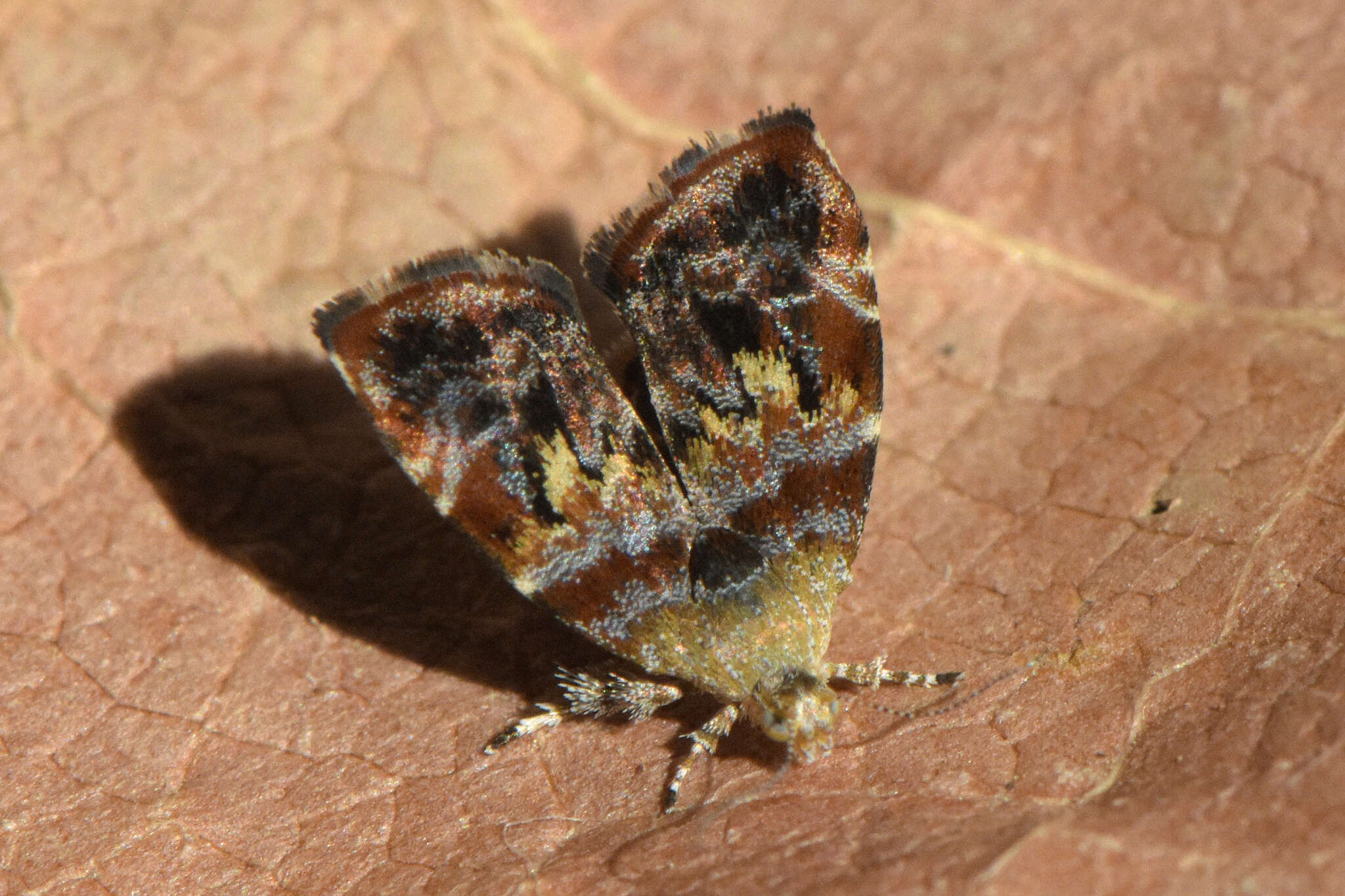 Image of Choreutis sexfasciella Sauber 1902