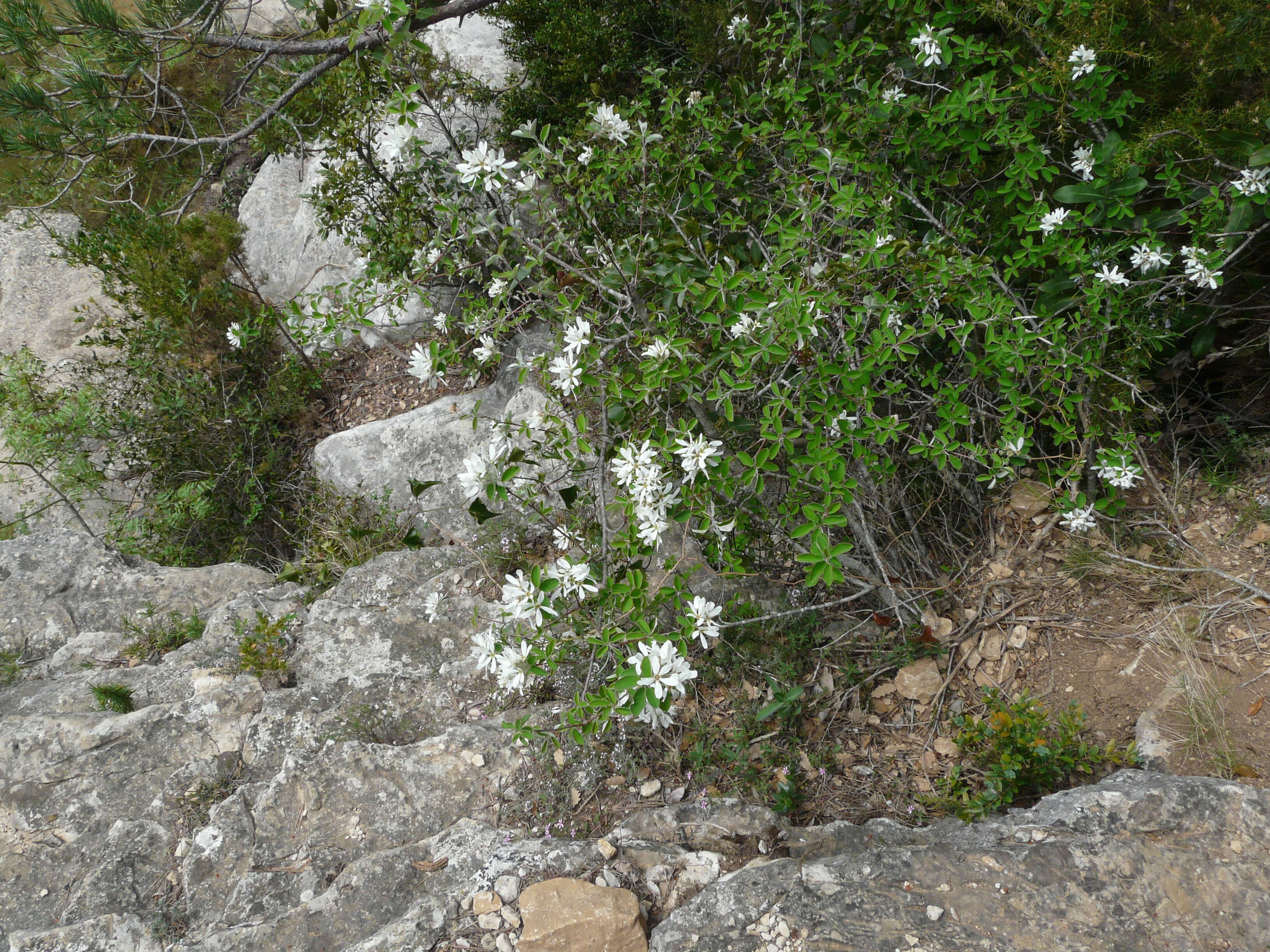 Image of Snowy Mespilus