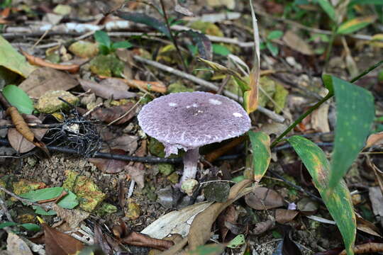 Image of Coniolepiota