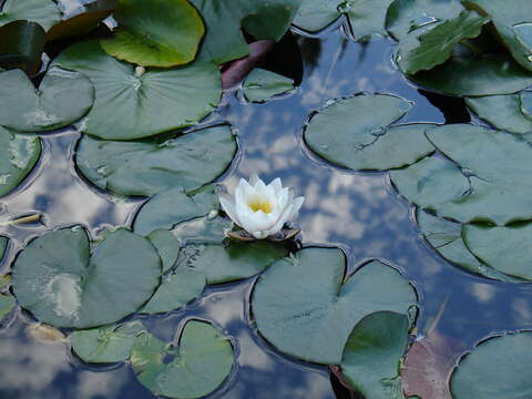 Image of European white waterlily