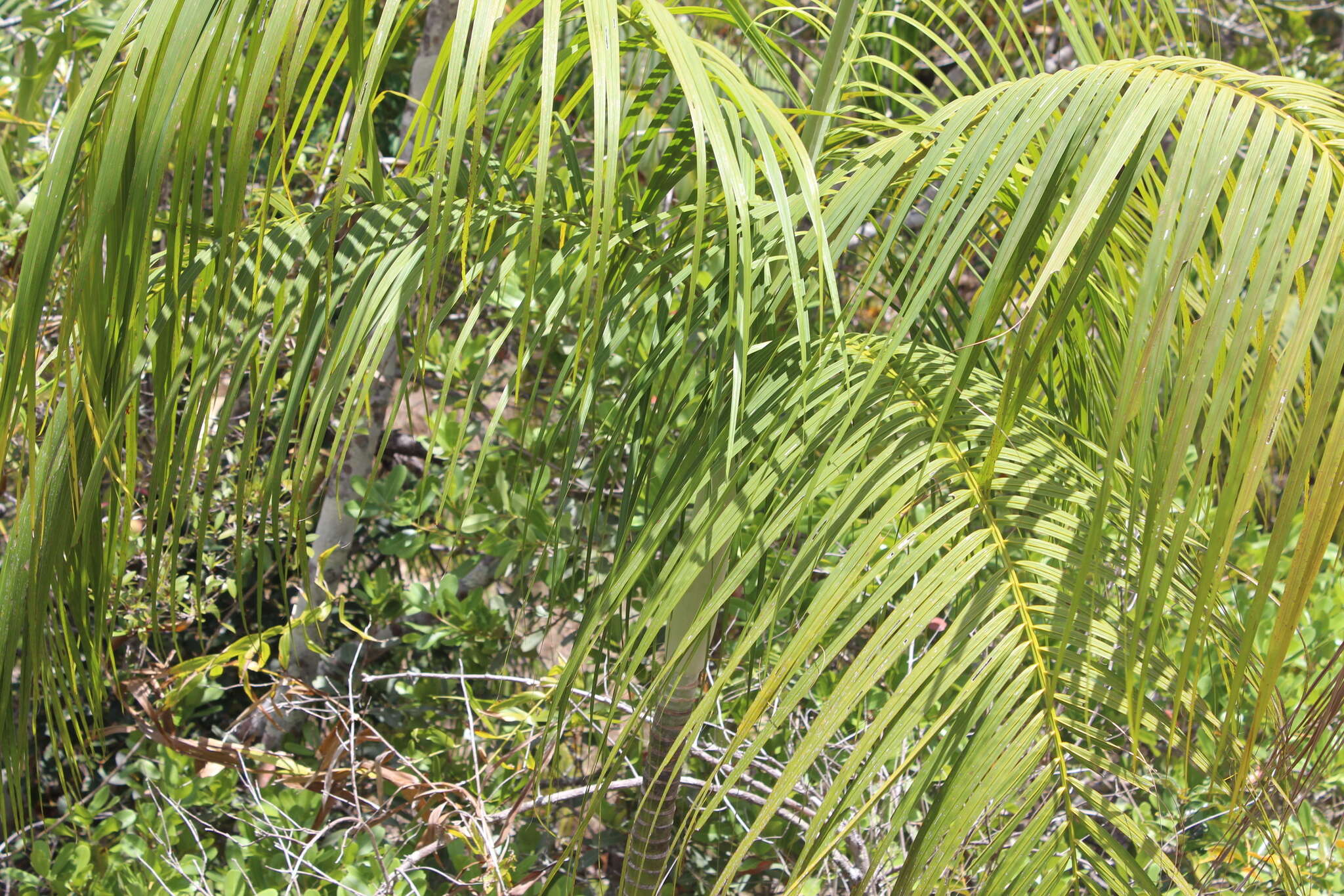 Image of Onilahy palm