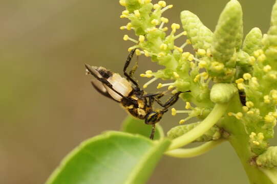 Image of horse and deer flies