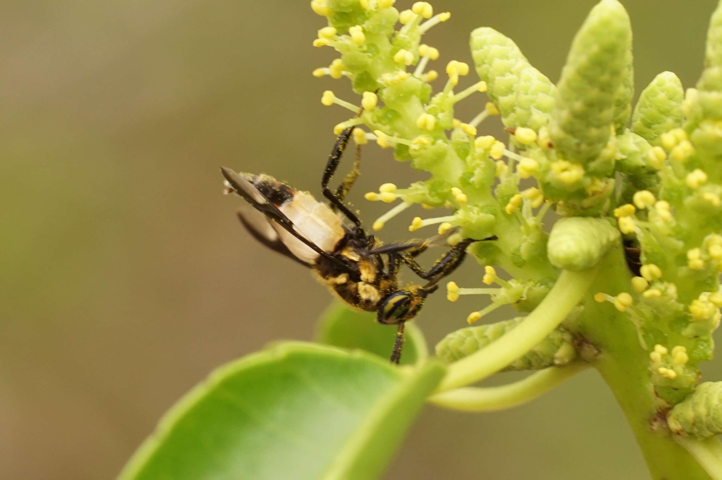 Image of horse and deer flies