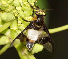 Image of horse and deer flies