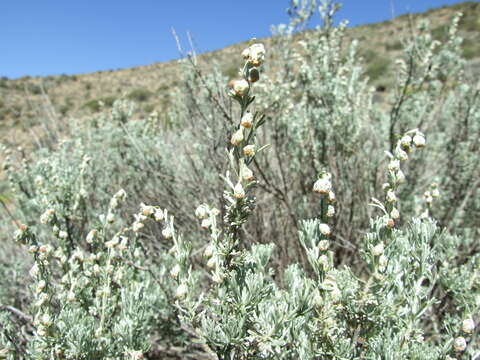 Image of Artemisia mendozana DC.