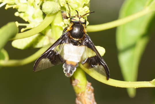 Image of horse and deer flies