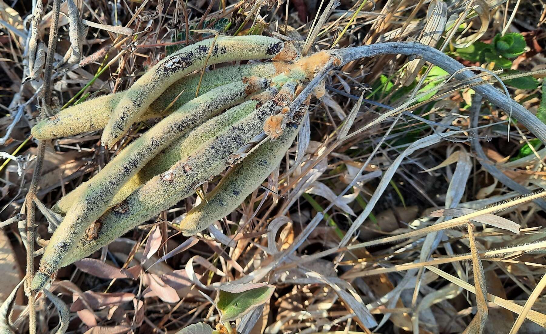 Image of Handroanthus coronatus (Proença & Farias) Farias