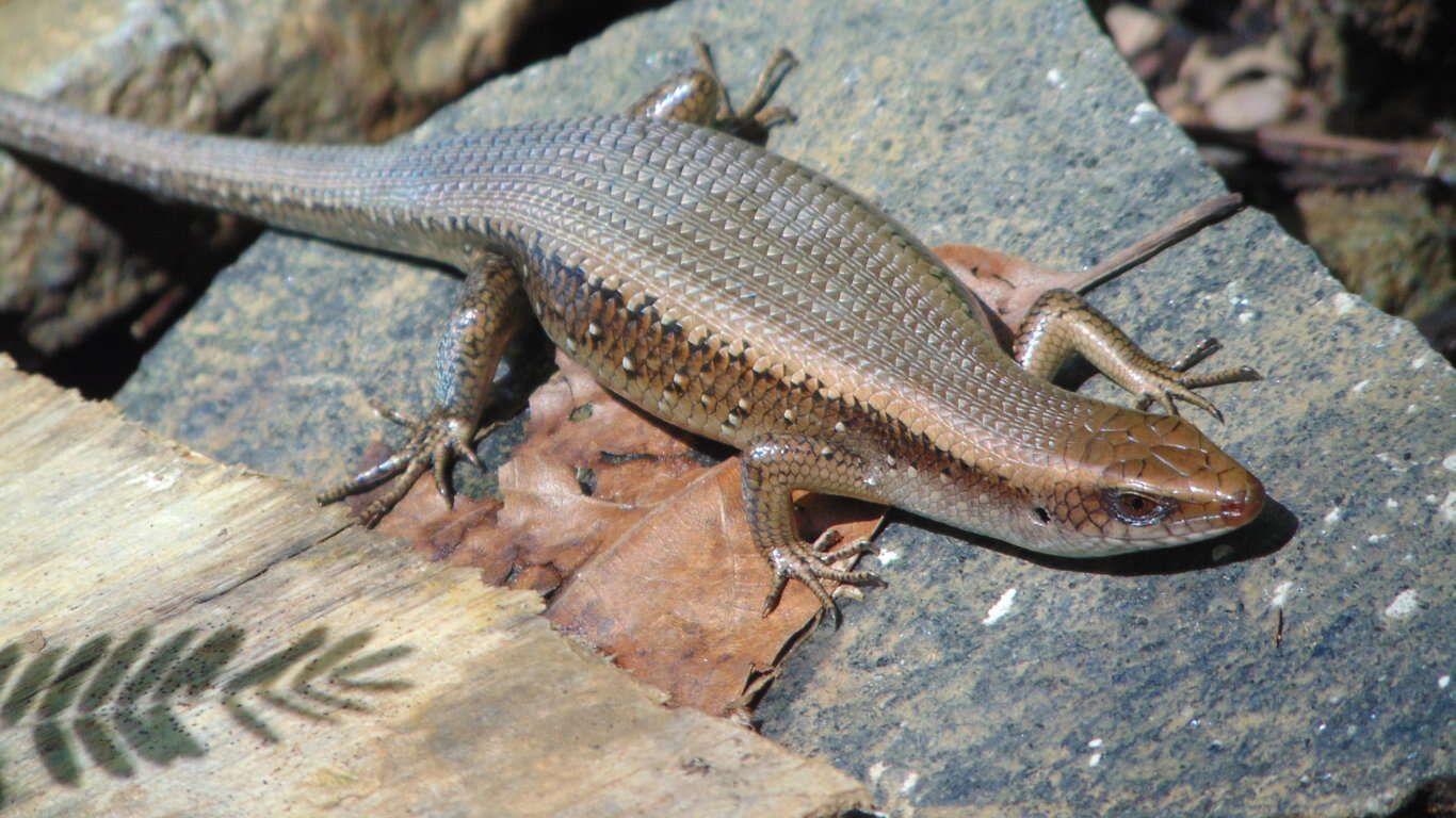 Imagem de Eutropis multifasciata (Kuhl 1820)