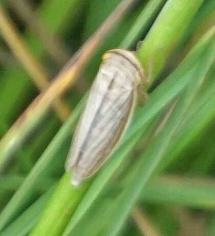 Image of Silver leafhopper