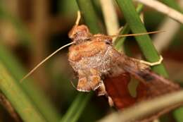 Autographa bractea Schiffermüller 1776 resmi