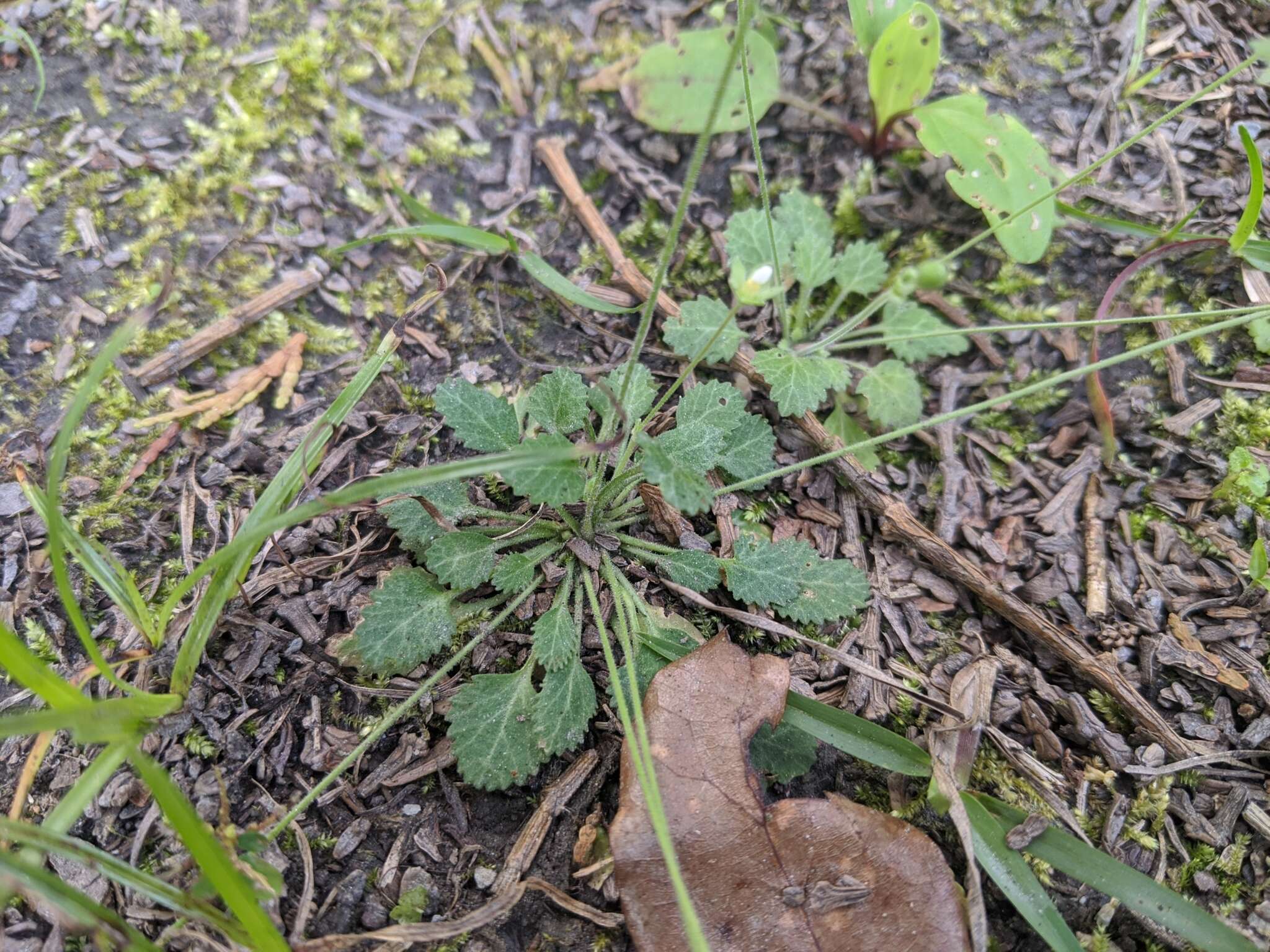 Image of Androsace umbellata (Lour.) Merr.